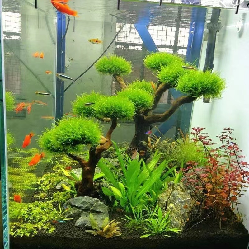 Planted Aquarium Moss - Fish tank greening wood frame planting
