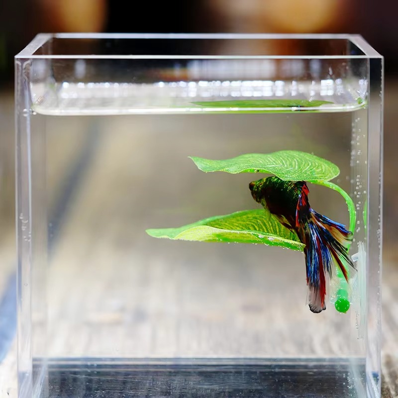 Planted Aquarium Betta - Betta Fish Rest Aquarium Leaf Plants