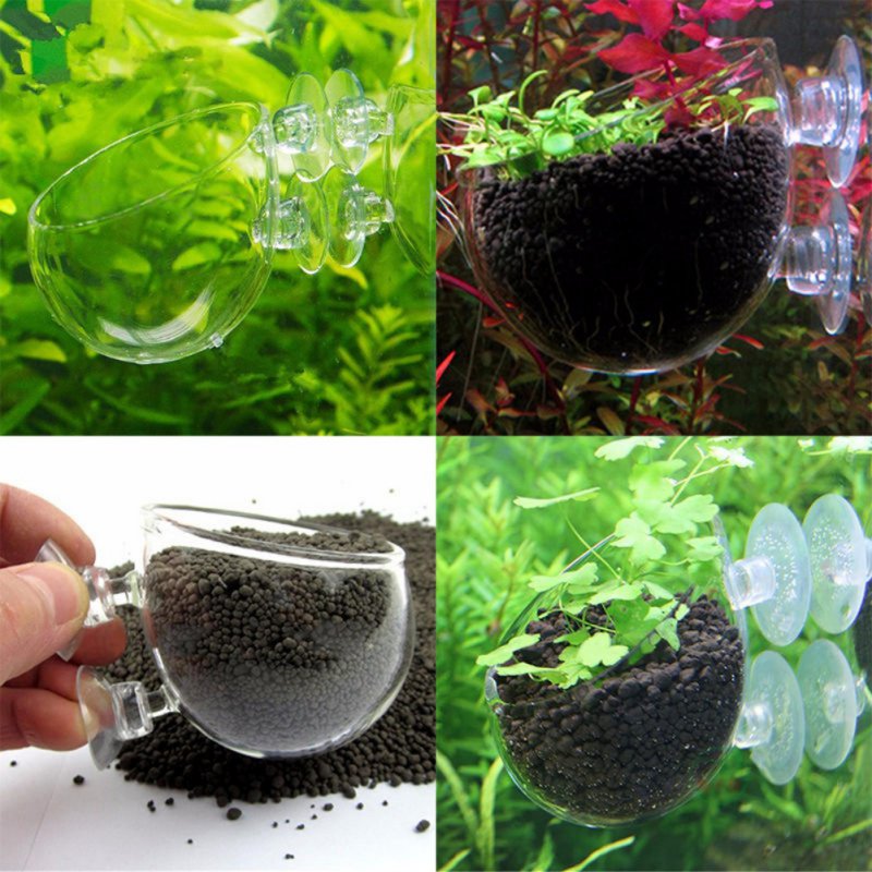 Planted Aquarium Moss - Aquarium Hanging Plant Pot Glass Cylinder