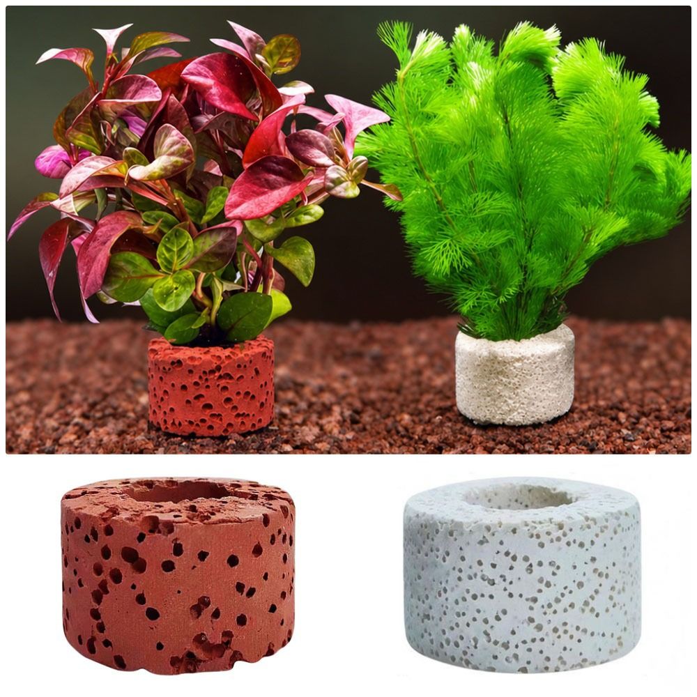 Planted Aquarium Pictures - 10Pcs Weighted Ring Aquatic Plant Fixing
