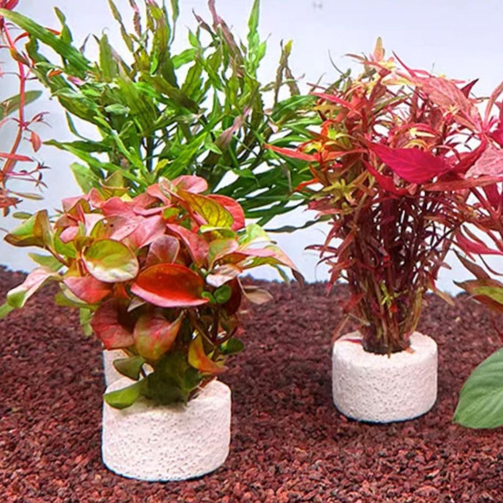 10Pcs Weighted Ring Aquatic Pl - Planted Aquarium Pictures review and price