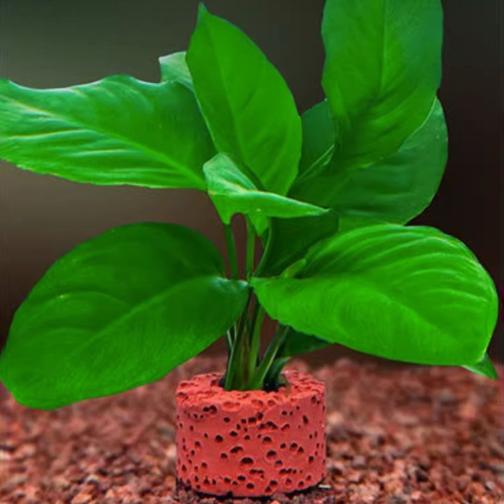 10Pcs Weighted Ring Aquatic Pl - Planted Aquarium Pictures review and price