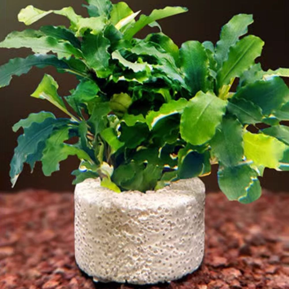 10Pcs Weighted Ring Aquatic Pl - Planted Aquarium Pictures review and price
