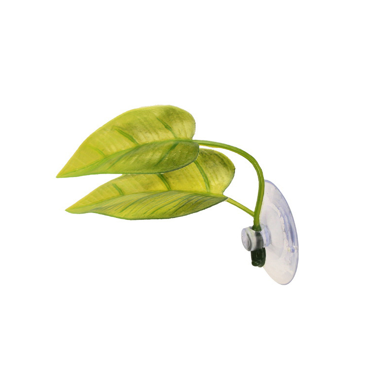 Resting Leaves, Spawning Leave - Planted Aquarium Betta review and price