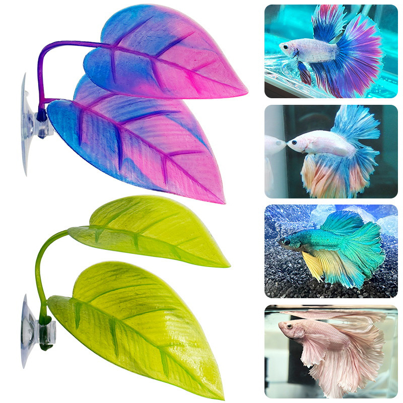 Resting Leaves, Spawning Leave - Planted Aquarium Betta review and price
