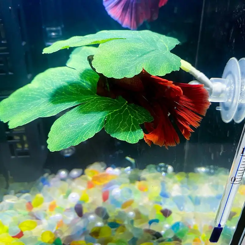 Betta Fish Leaf Hammock Aquari - Planted Aquarium Betta review and price