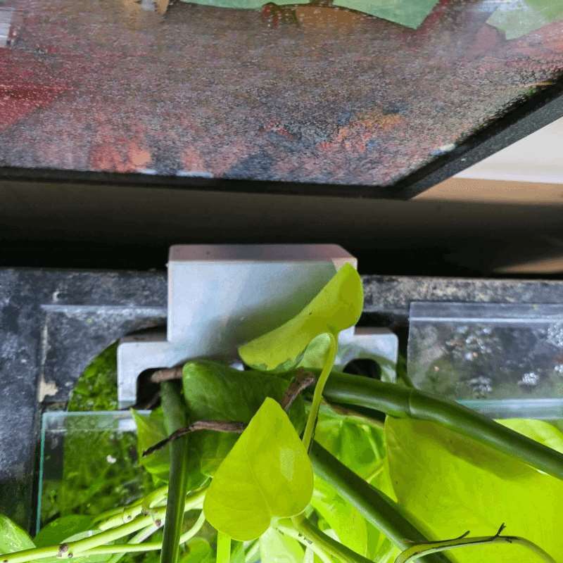 Fish Tank Side Plant Mount Bra - Aquarium Plant Diseases review and price