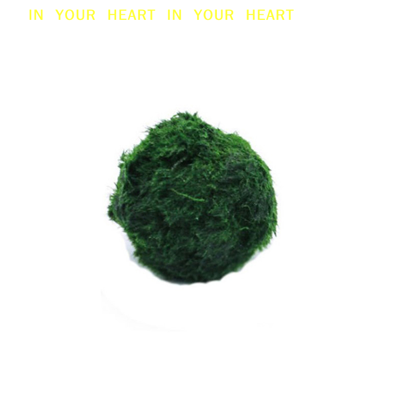 【X】3-4cm Marimo Moss Balls Liv - Planted Aquarium Algae review and price