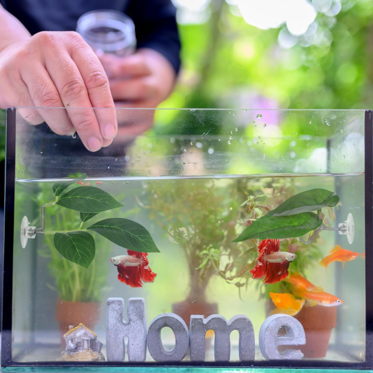 1 PC Betta Fish Hammock Soft A - Planted Aquarium Betta review and price