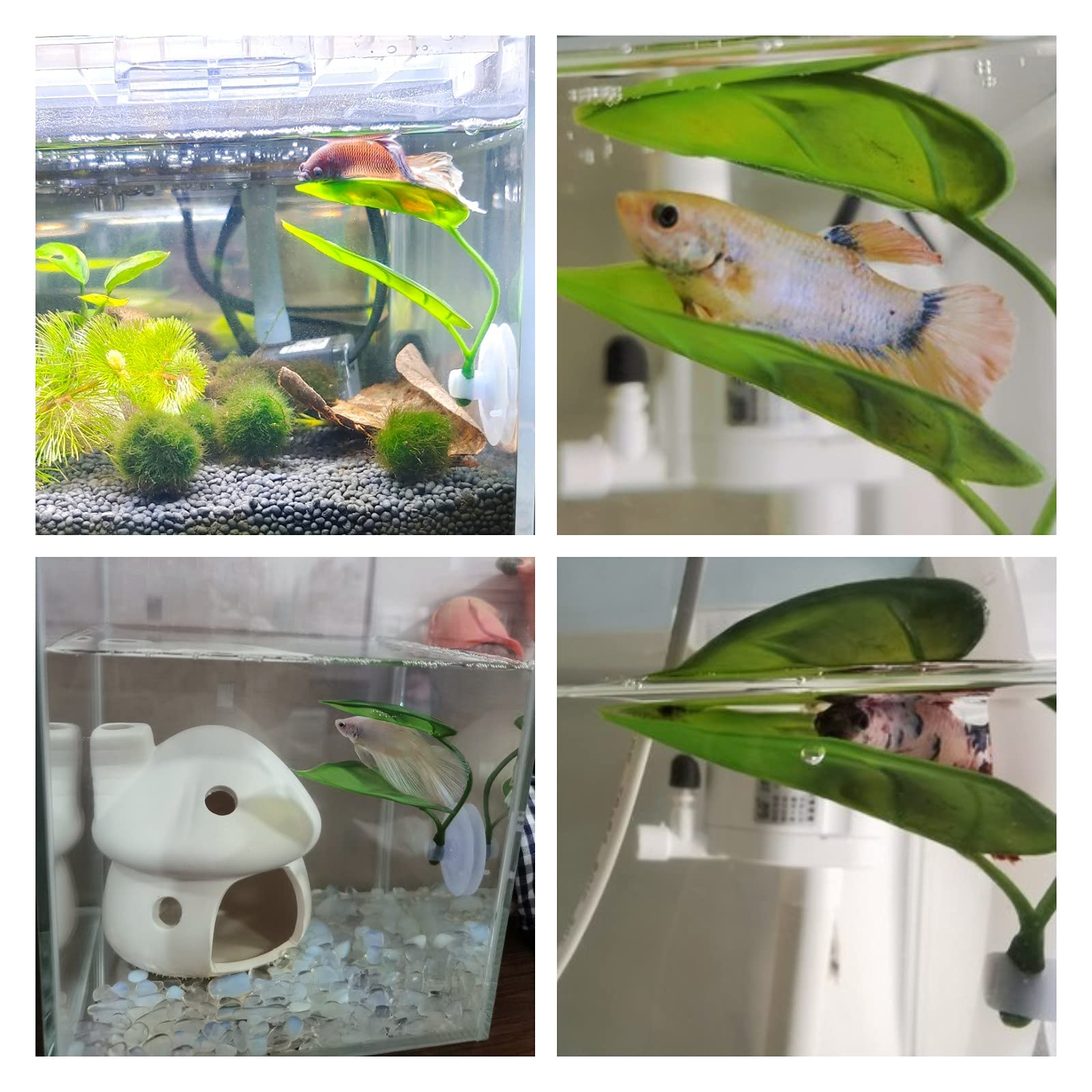 Pets Fish Tank Decor Betta Rel - Planted Aquarium Betta review and price