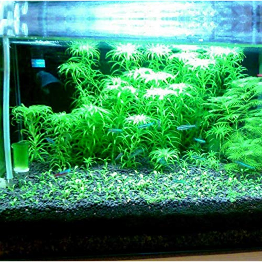 2 LB to Complete Freshwater Pl - Aquarium Planted Substrate review and price