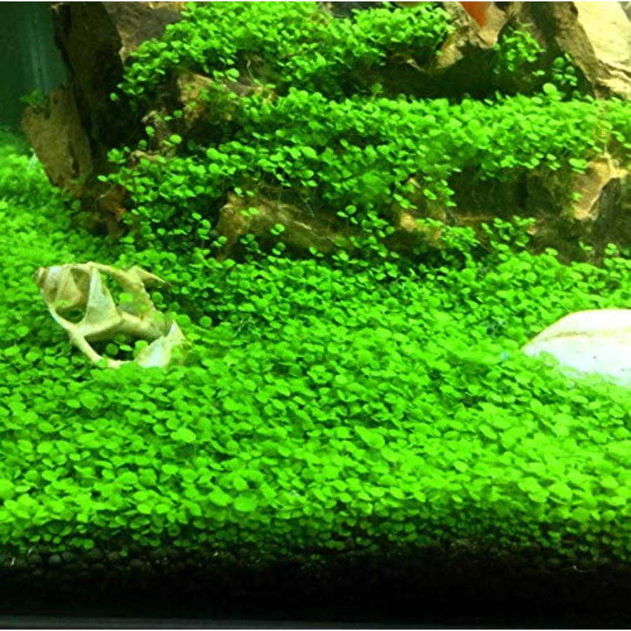 2 LB to Complete Freshwater Pl - Aquarium Planted Substrate review and price