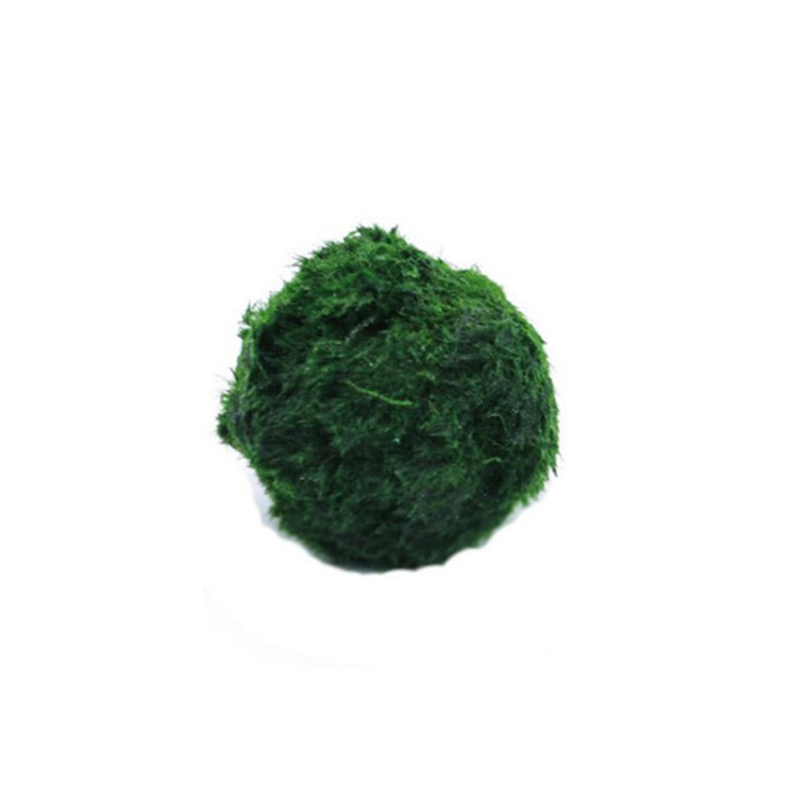 Marimo Moss Balls Live Aquariu - Planted Aquarium Algae review and price