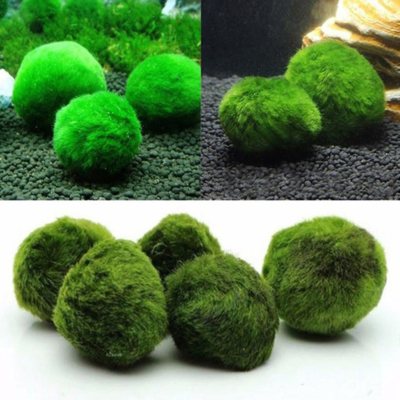 Marimo Moss Balls Live Aquariu - Planted Aquarium Algae review and price