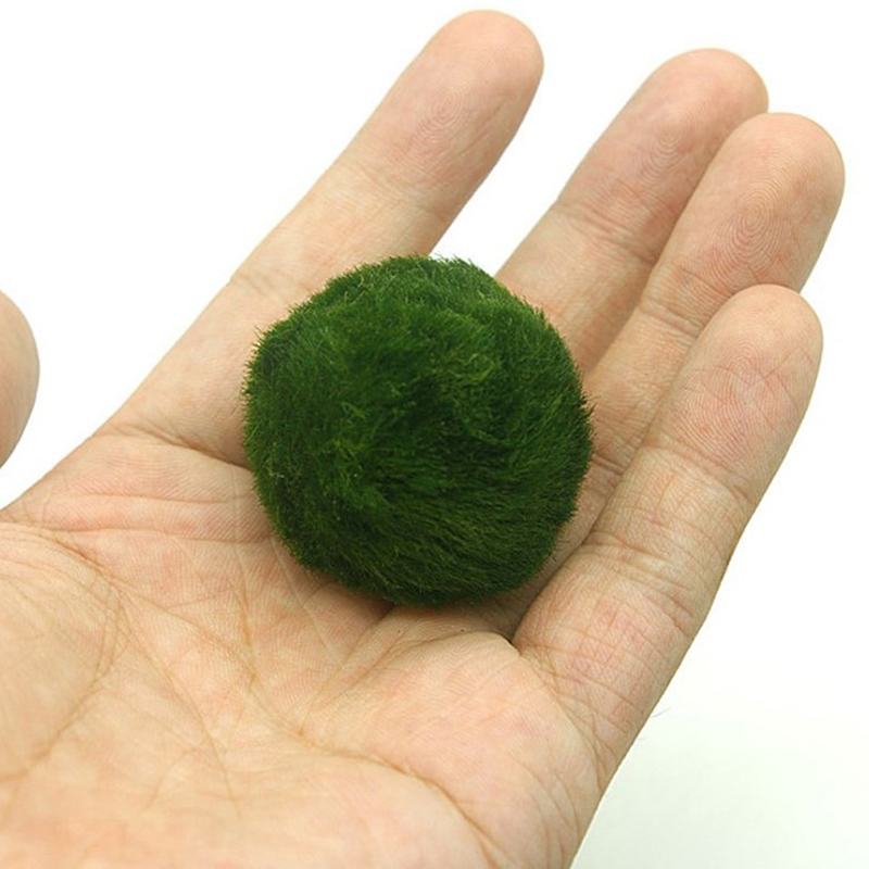 Marimo Moss Balls Live Aquariu - Planted Aquarium Algae review and price