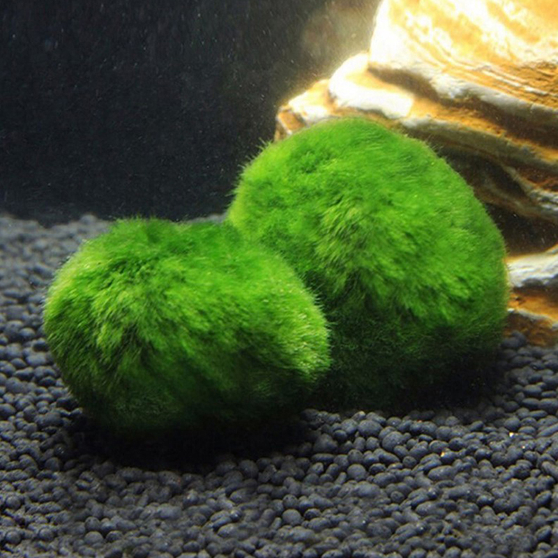 Marimo Moss Balls Live Aquariu - Planted Aquarium Algae review and price