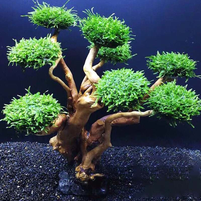 Fish tank greening wood frame  - Planted Aquarium Moss review and price