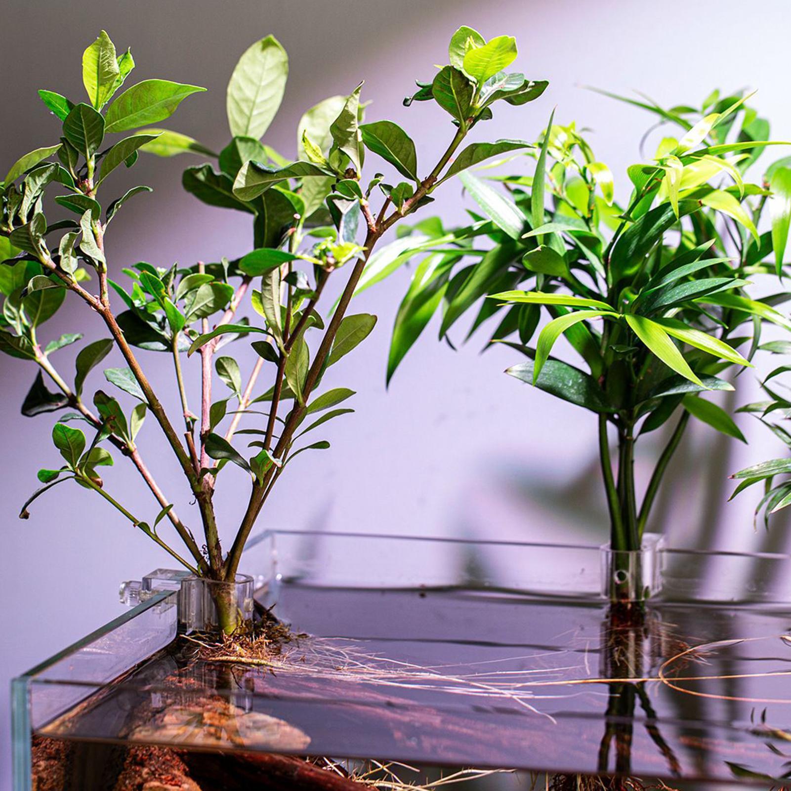 6pcs Aquarium Plant Holders Cl - Aquarium Plant Diseases review and price
