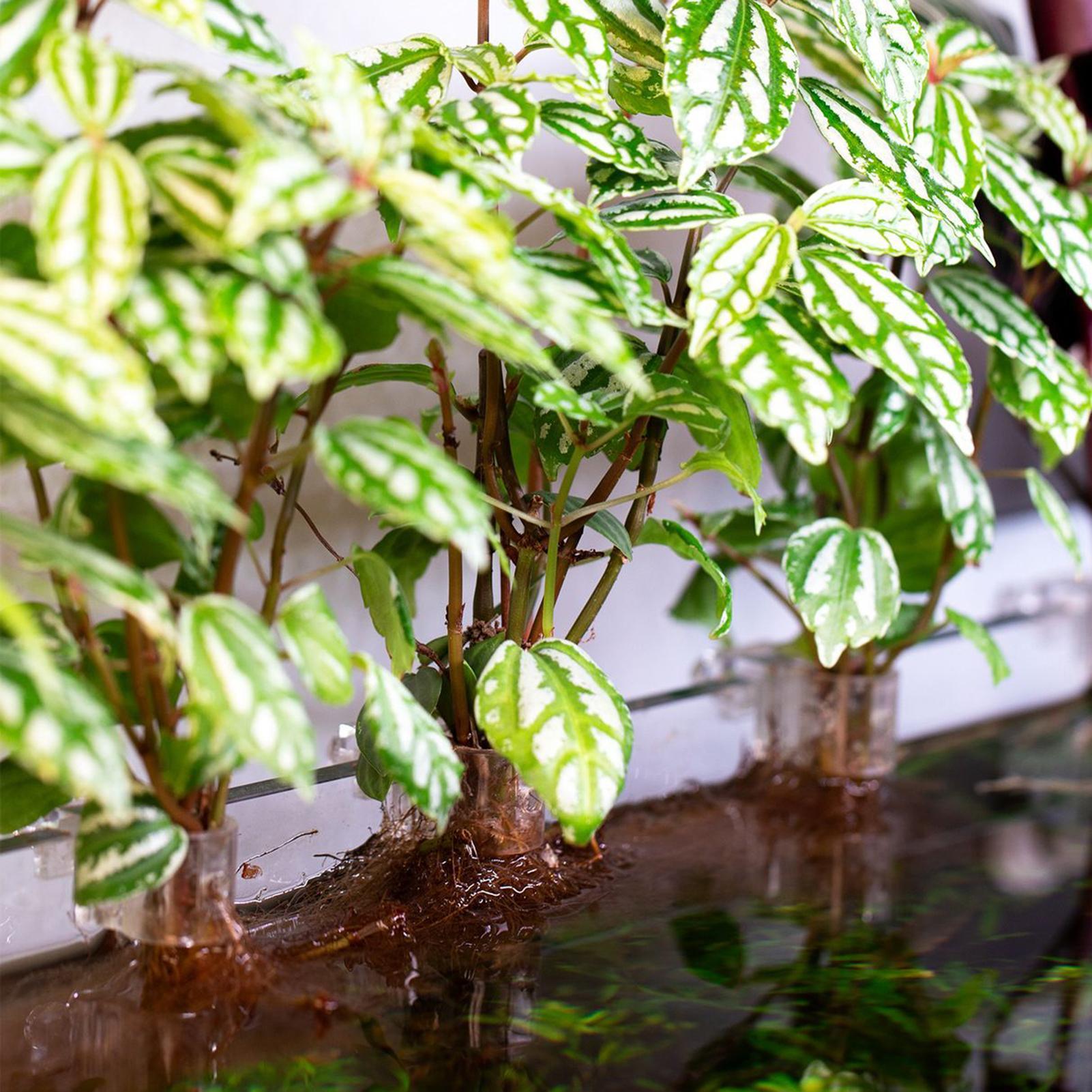 6pcs Aquarium Plant Holders Cl - Aquarium Plant Diseases review and price