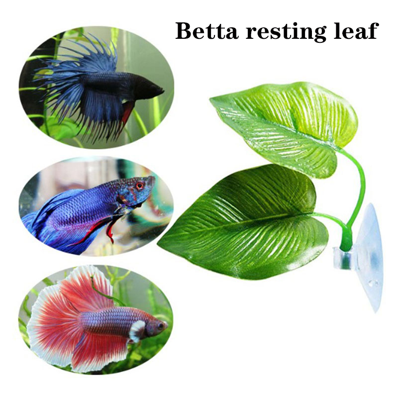 Betta Fish Rest Aquarium Leaf  - Planted Aquarium Betta review and price