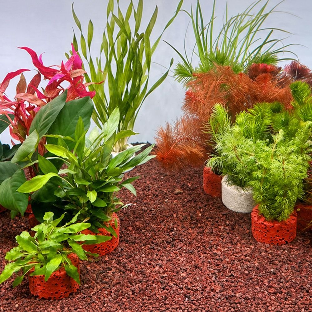 10Pcs Weighted Ring Aquatic Pl - Planted Aquarium Pictures review and price