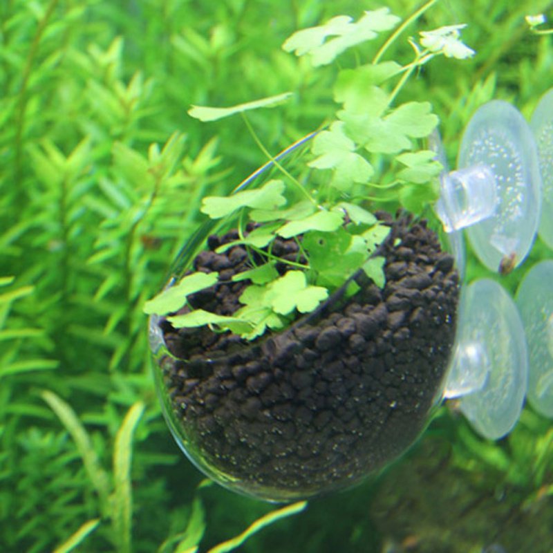 Aquarium Hanging Plant Pot Gla - Planted Aquarium Moss review and price